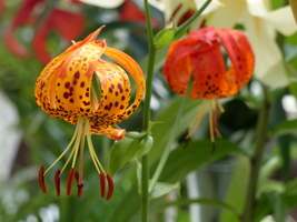 Foto: Dr. Peter Müller